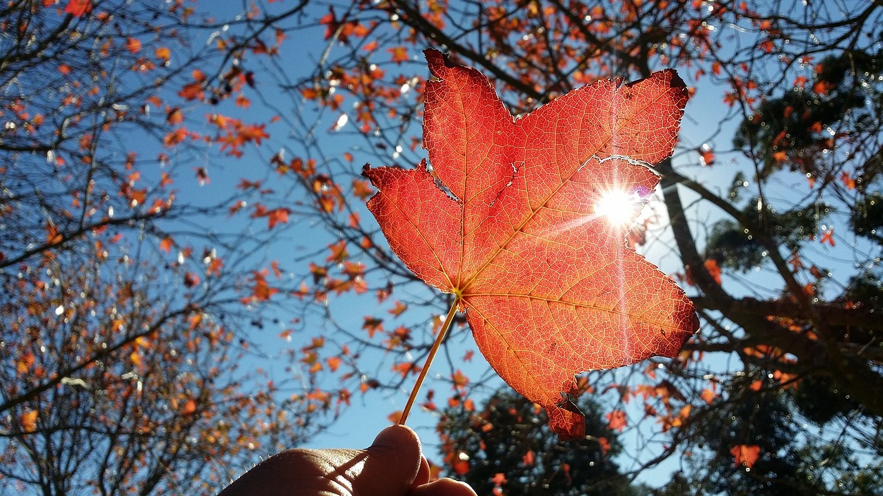 leaf  autumn  nature free photo