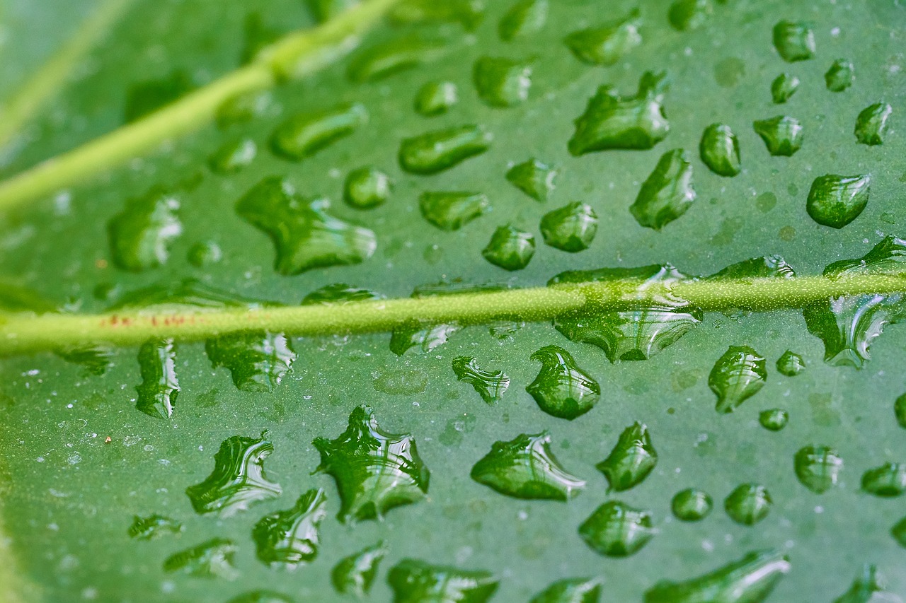 leaf  water  plant free photo