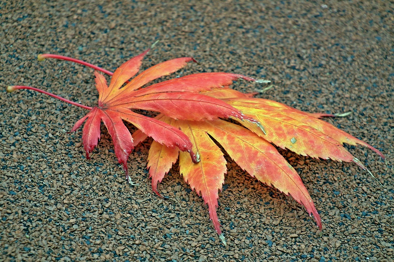 leaf  japanese maple  colored free photo