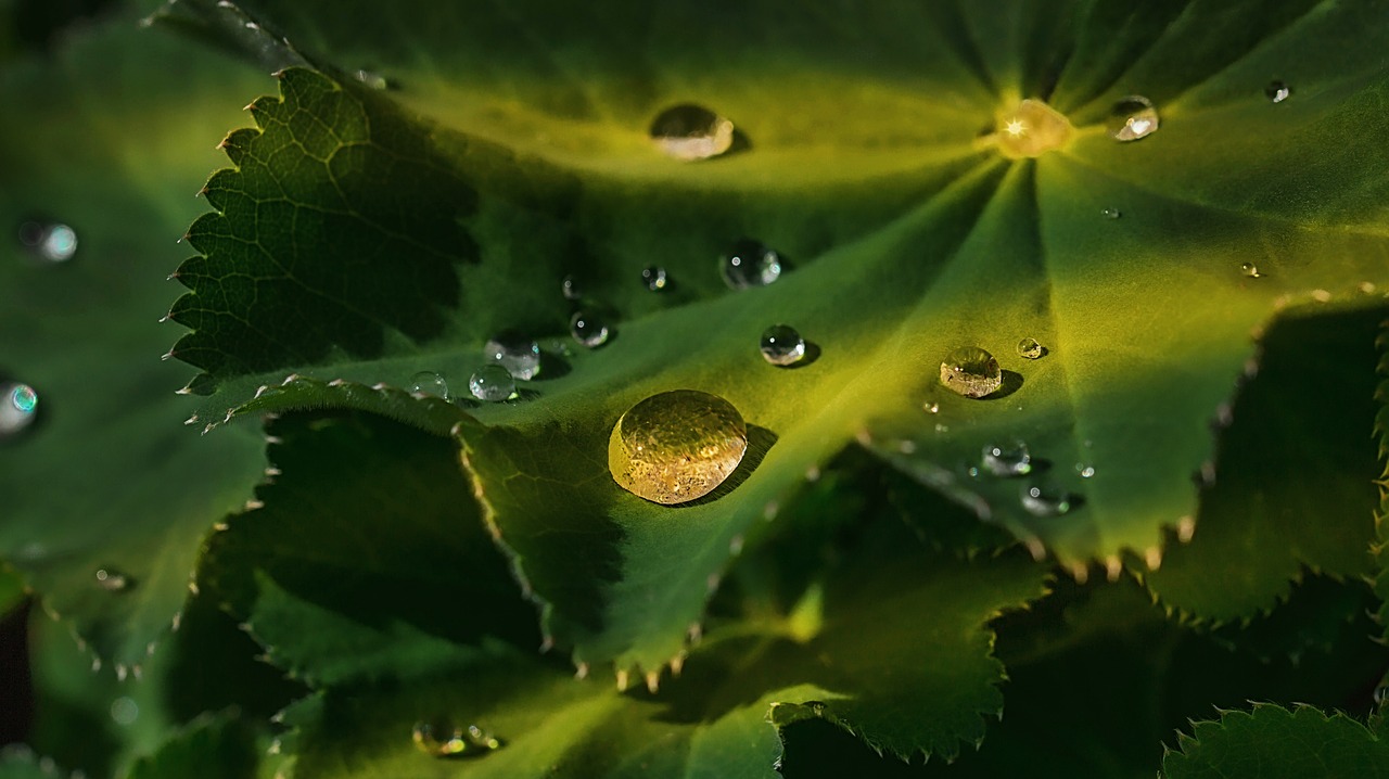 leaf  green  sunbeam free photo