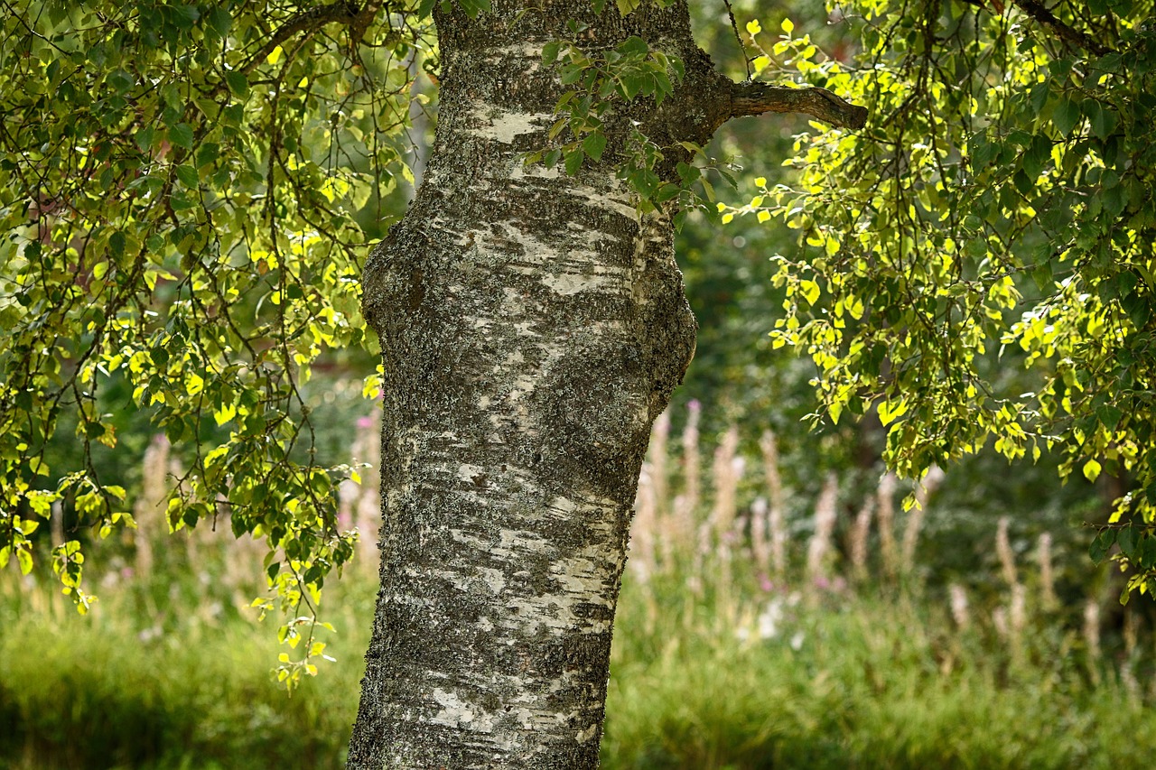 leaf  tree  birch free photo