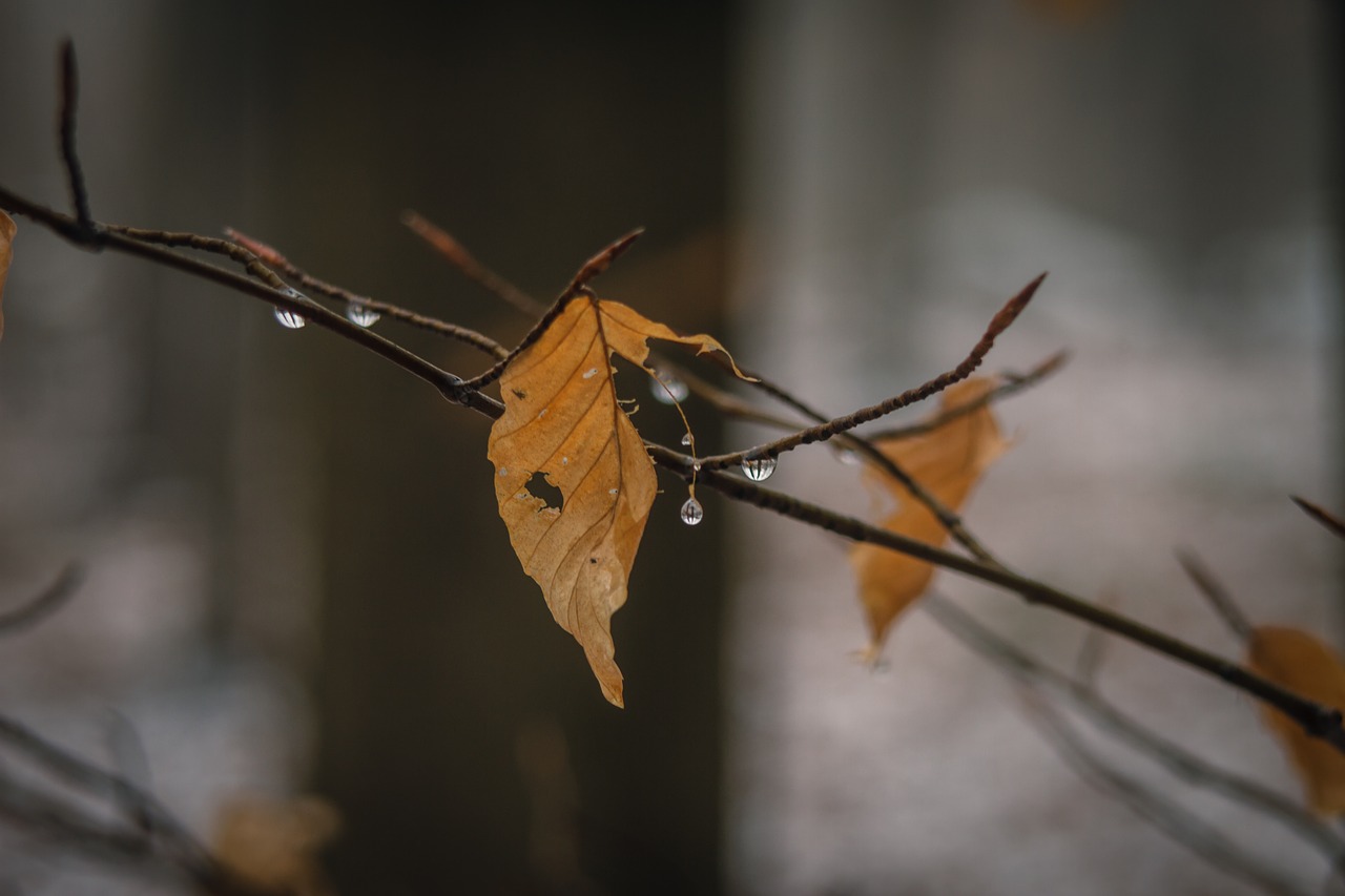 leaf  winter  withered free photo