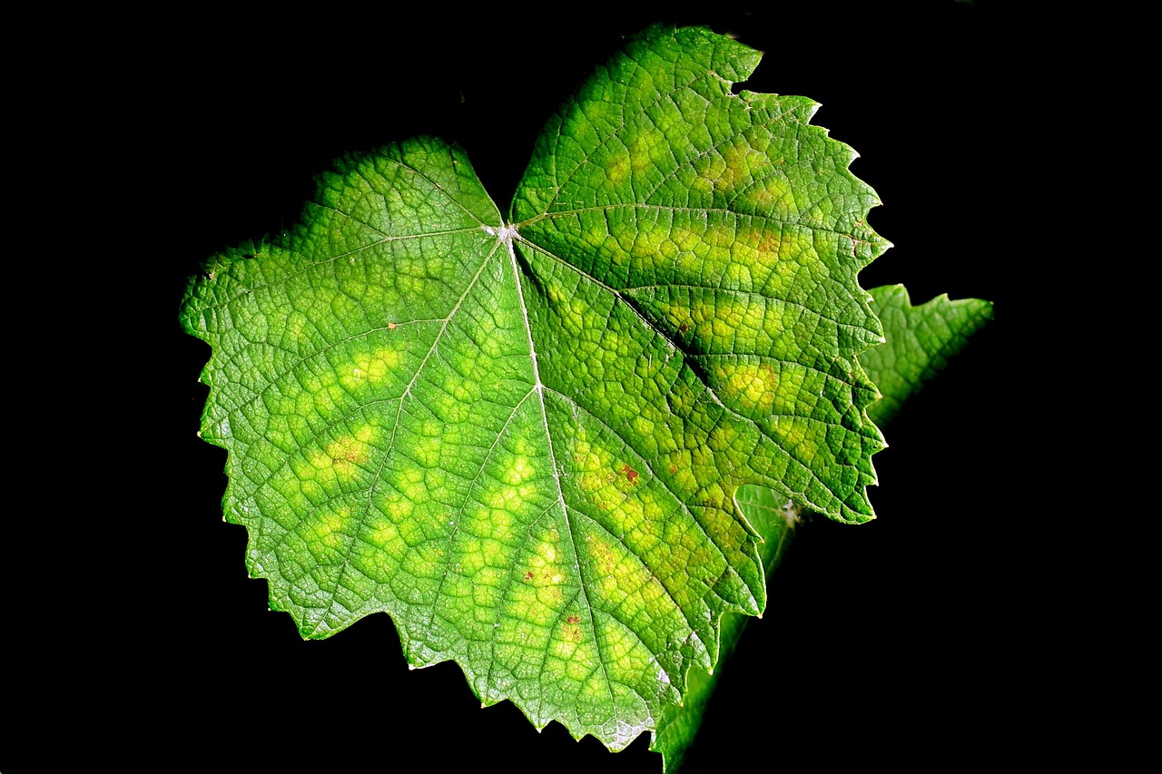 leaf  vines  vineyard free photo