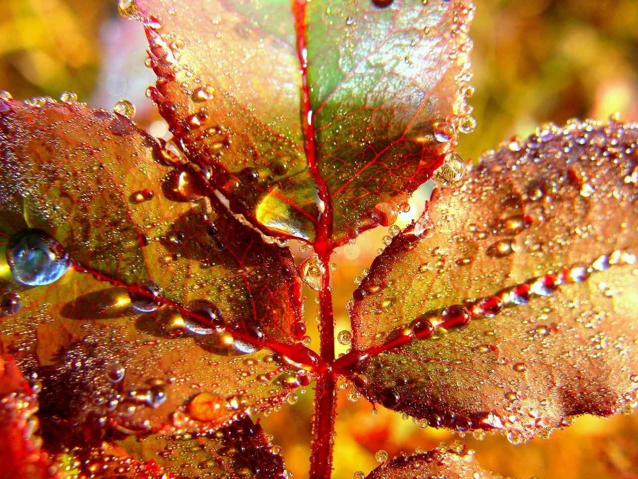 leaf  water  fall free photo