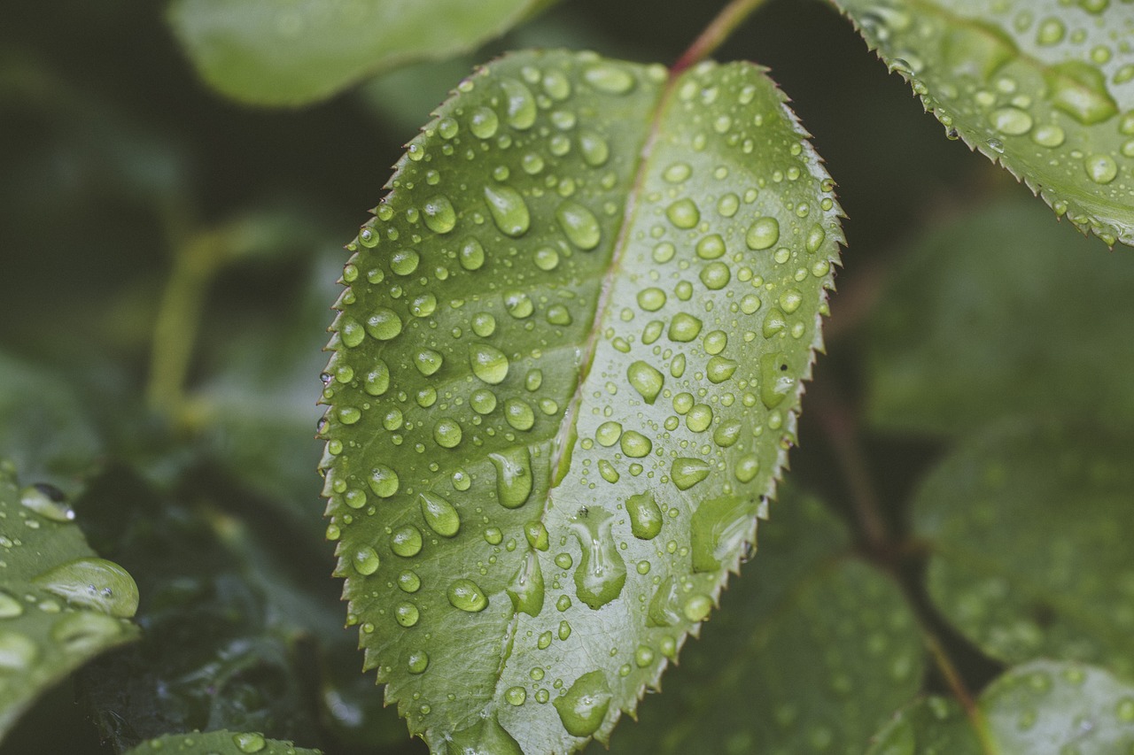 leaf  raindrop  nature free photo