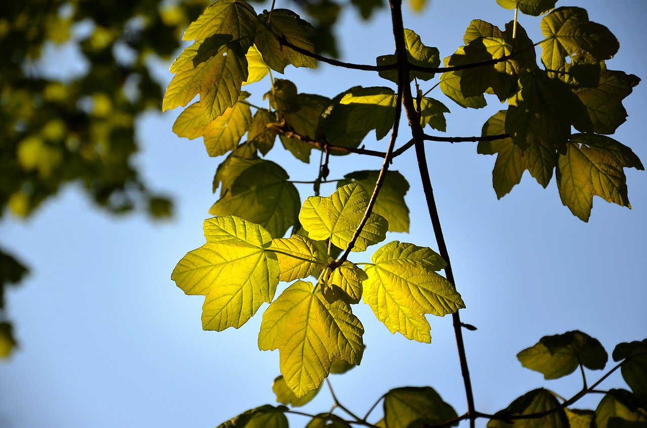 leaf  light  nature free photo