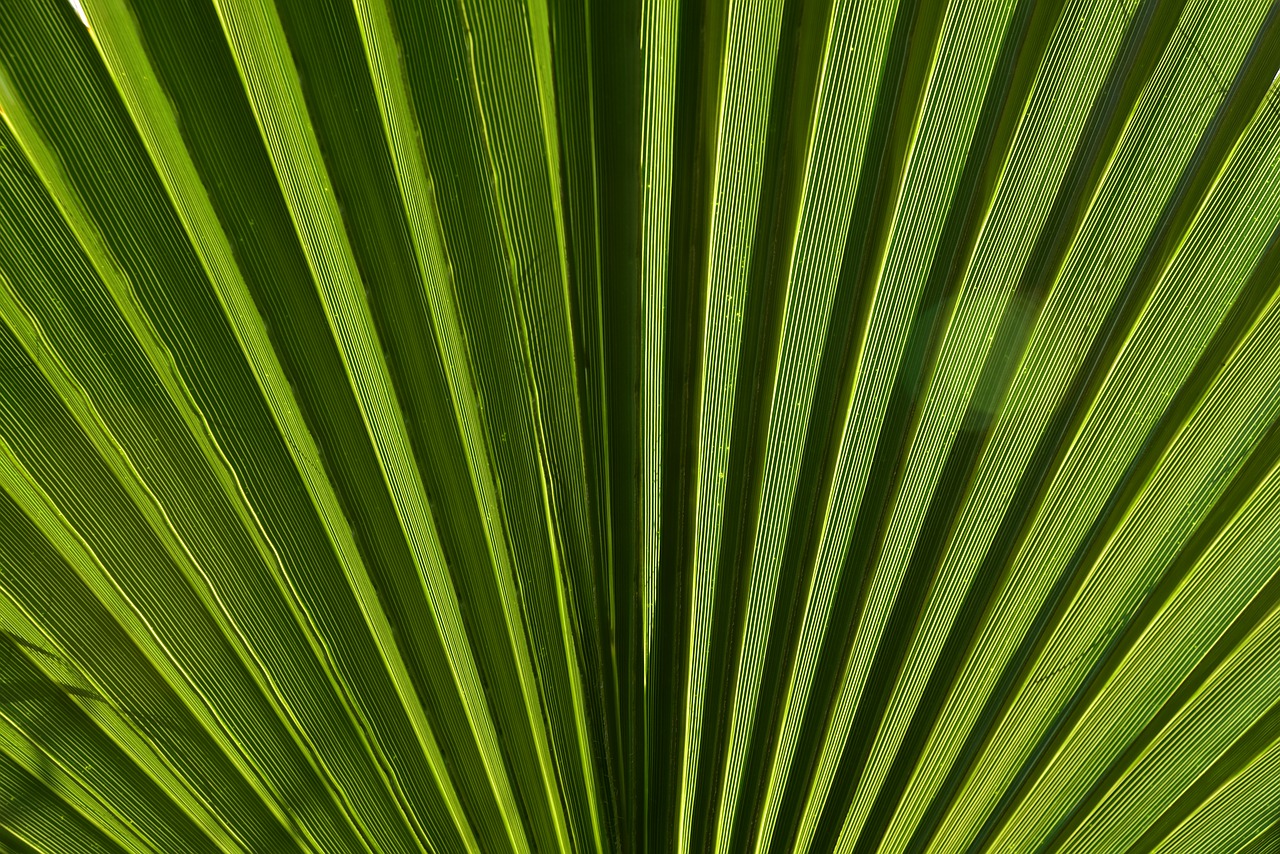 leaf  palm leaf  green free photo