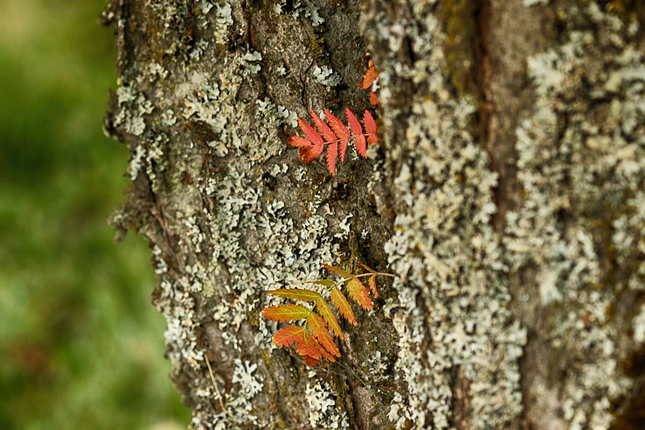 leaf  wood  autumn free photo