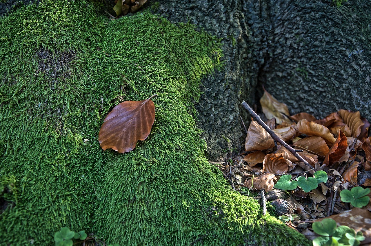 leaf  moss  macro free photo