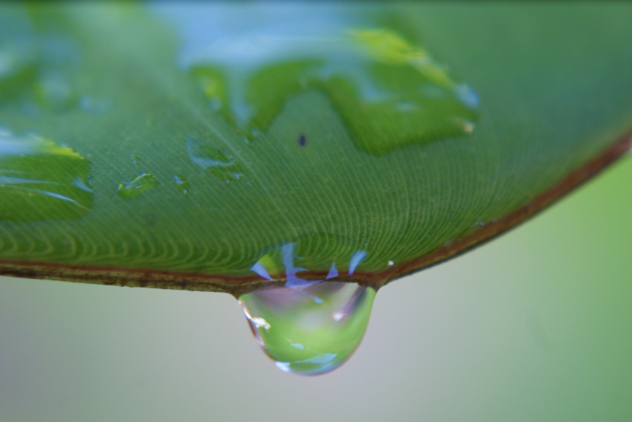 leaf  water  green free photo