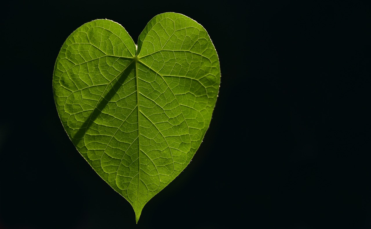 leaf  sweetheart  heart free photo