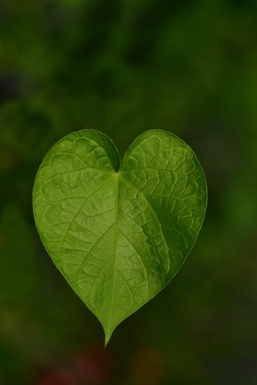 leaf  sweetheart  heart free photo