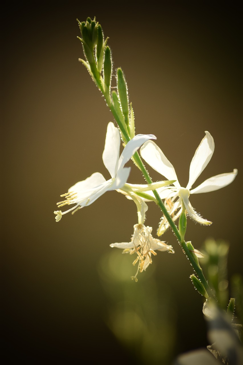 leaf  flower  nature free photo