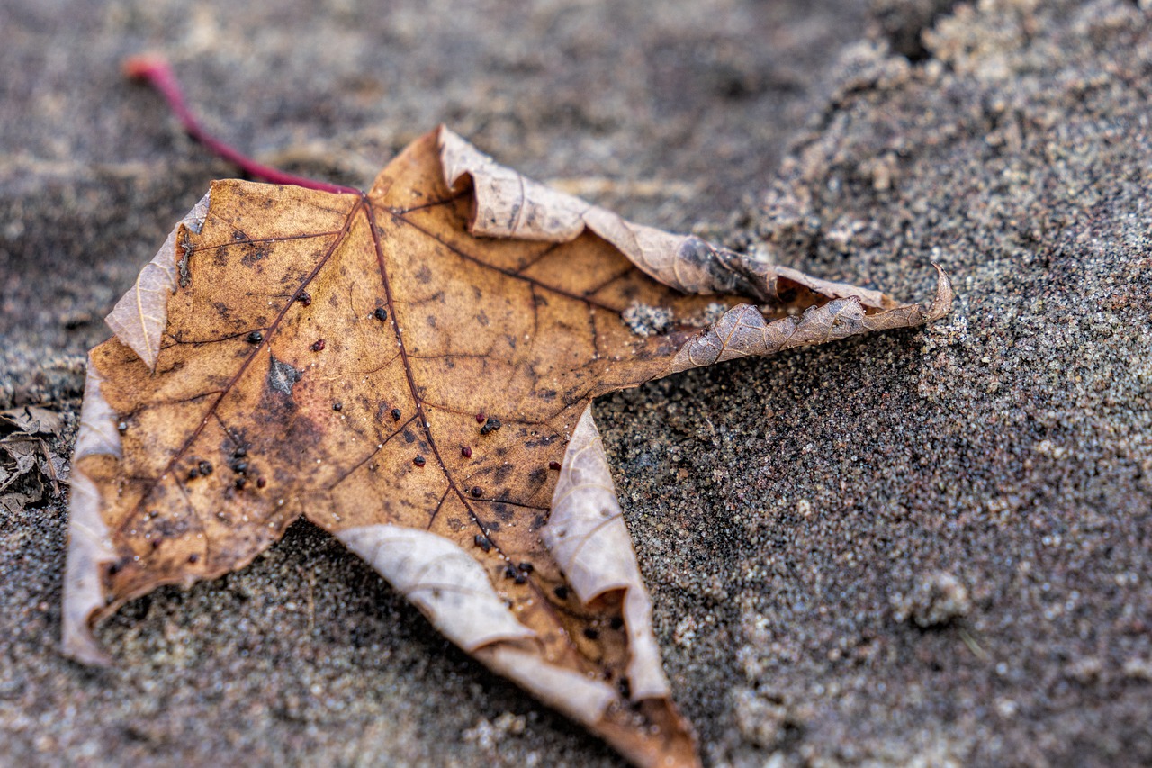 leaf  sand  beach free photo