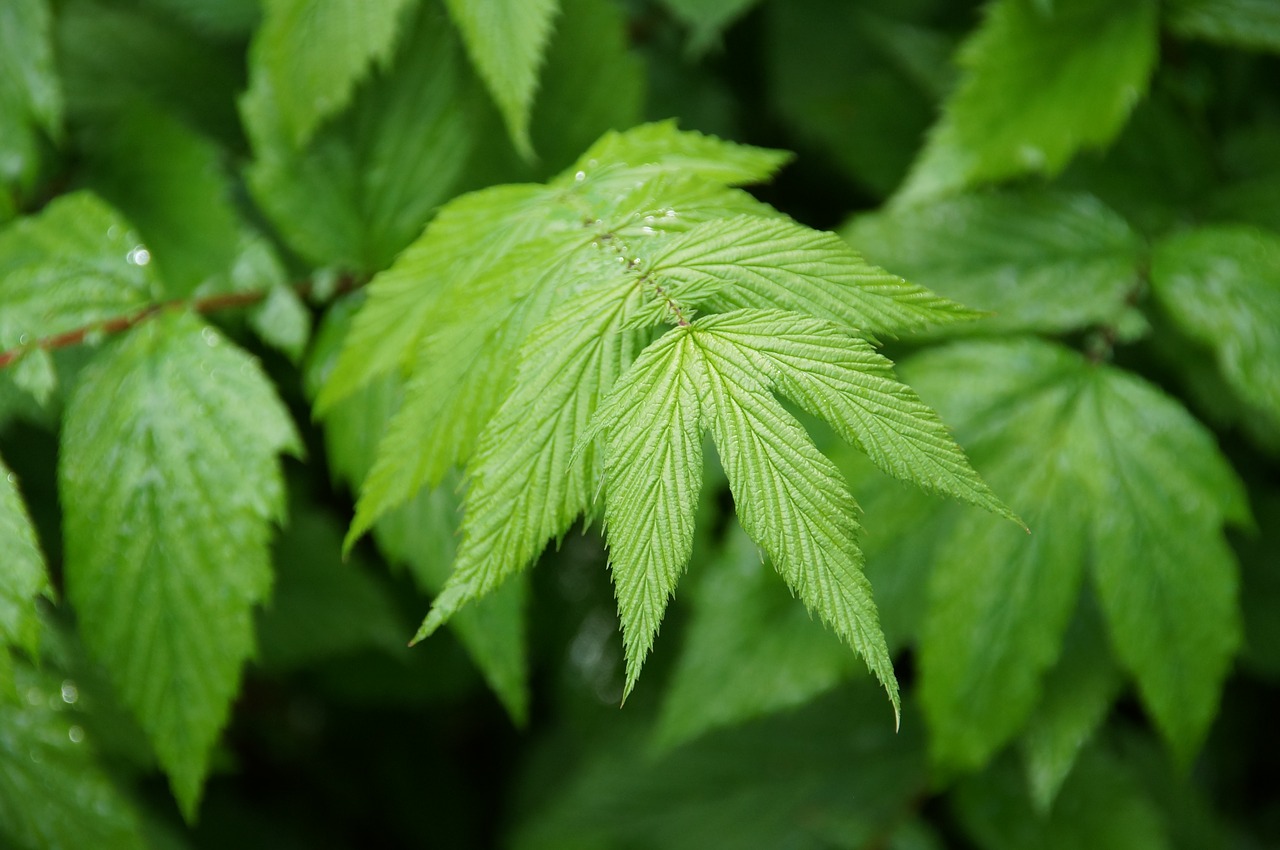 leaf  green  nature free photo