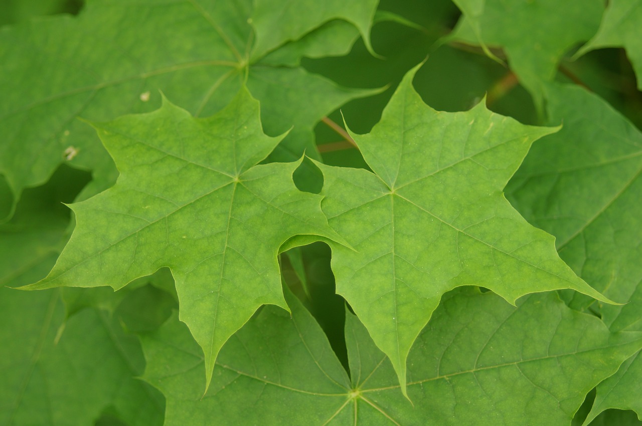 leaf  green  maple free photo