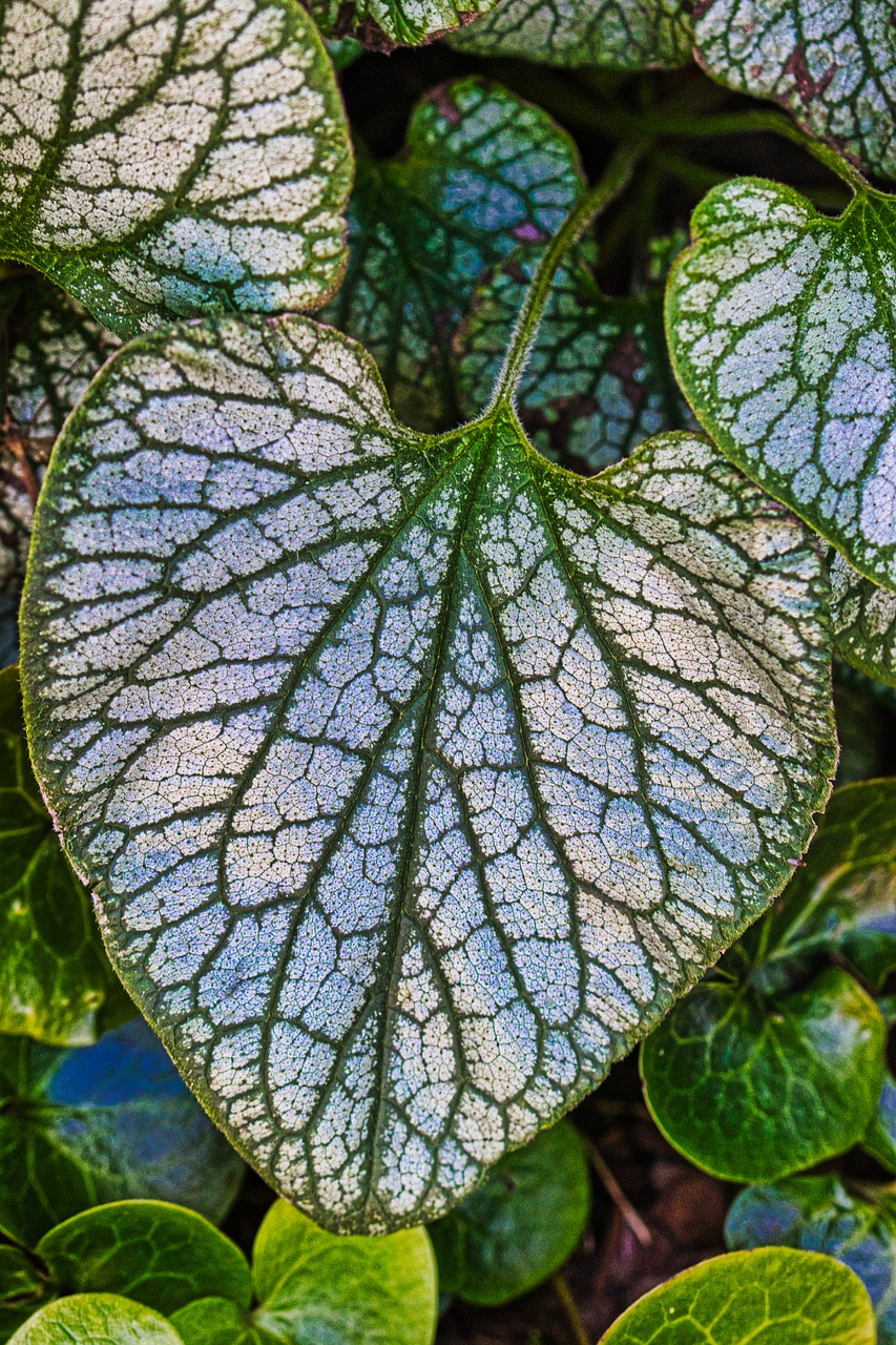 leaf  structure  background free photo