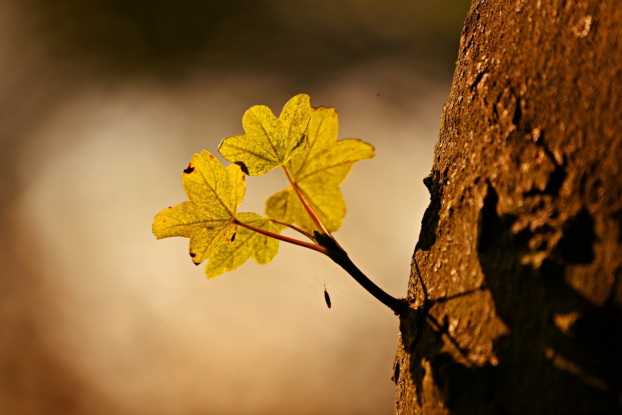 leaf  shoot  growth free photo