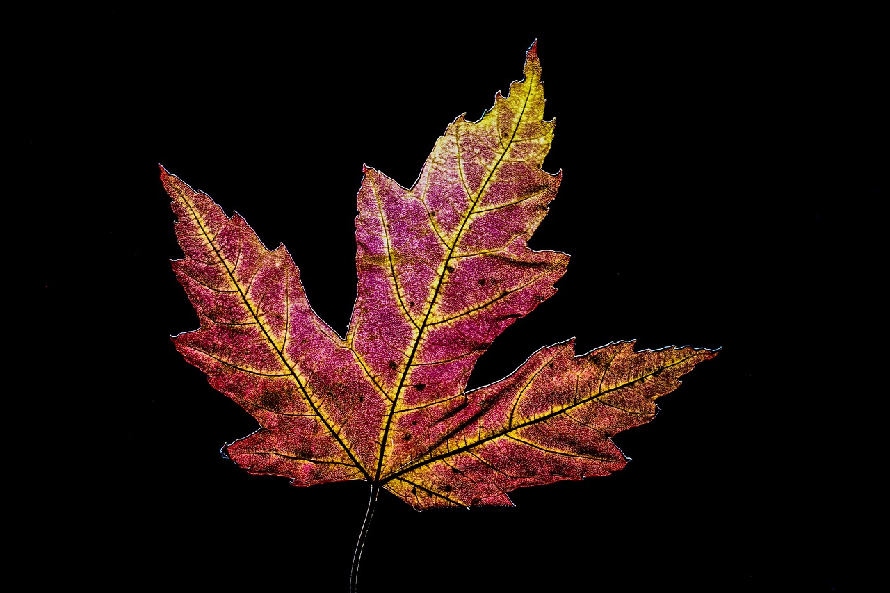 leaf  red  maple free photo