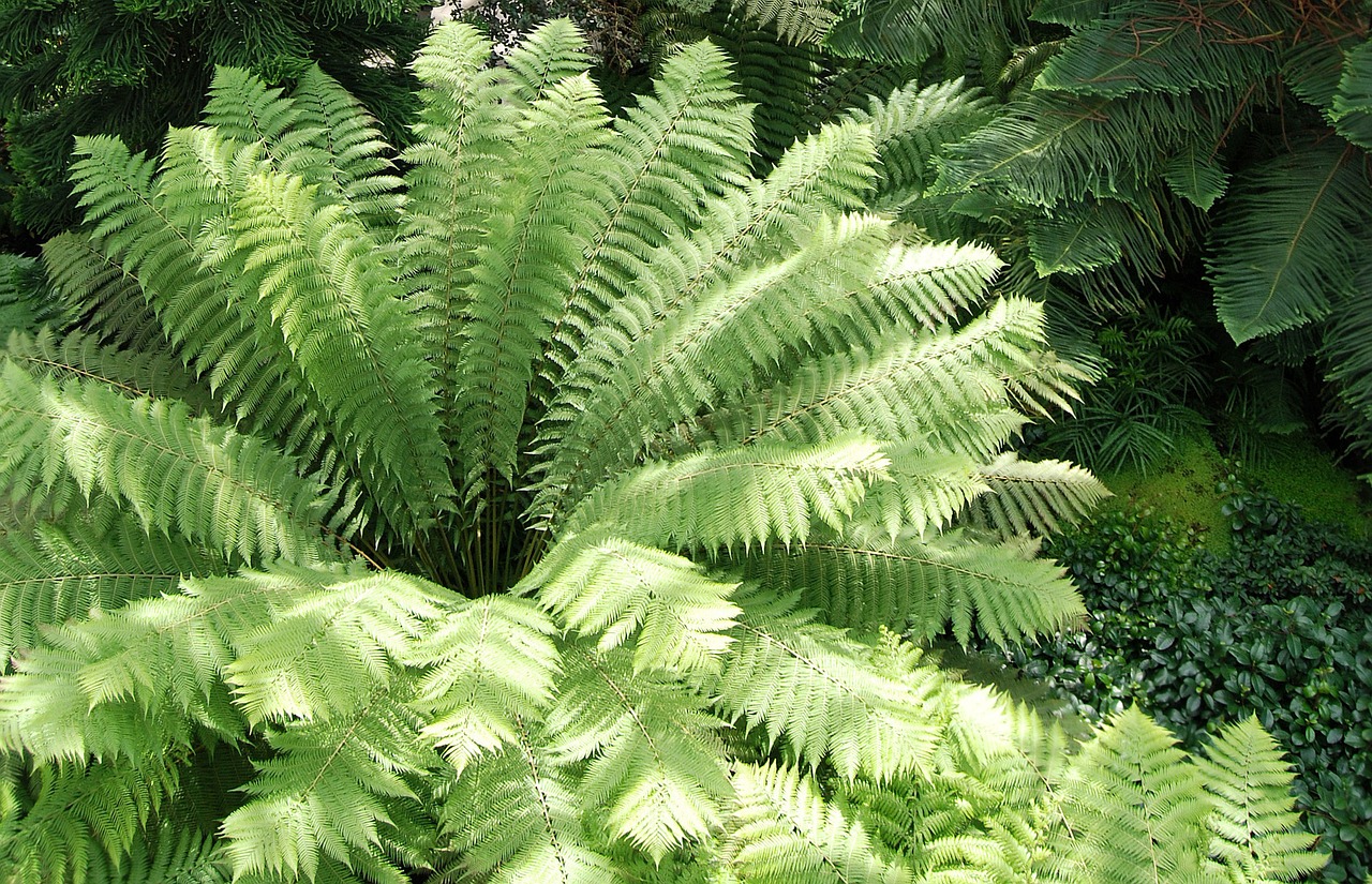 leaf green fern free photo