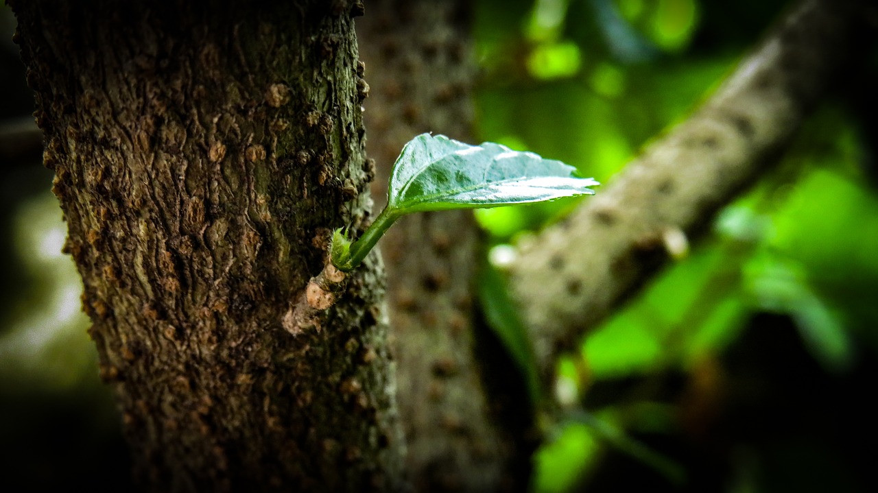 leaf  green  garden free photo