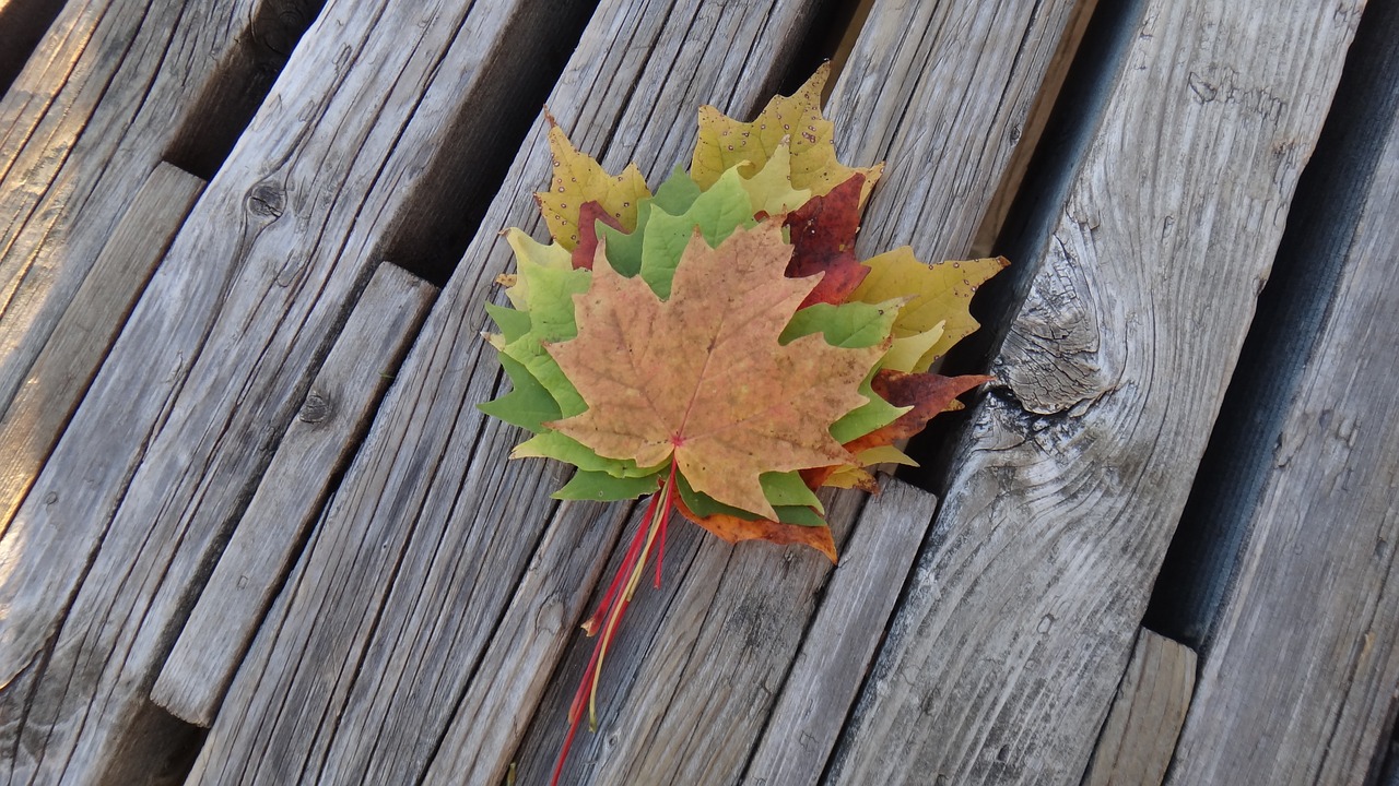 leaf  fall  nature free photo