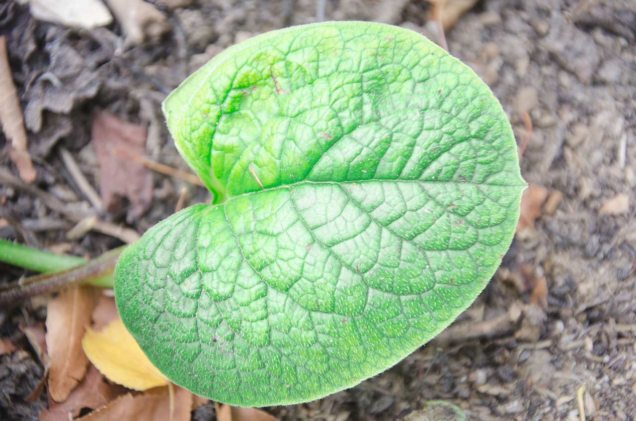 leaf  sheet  green free photo