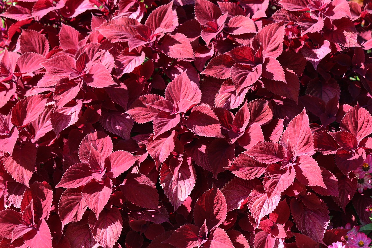 leaf  red  leaves free photo