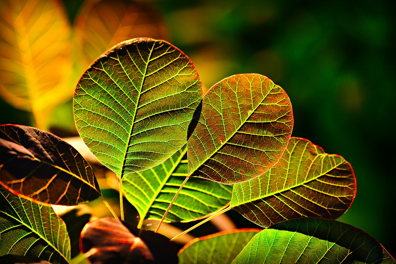 leaf  foliage  plant free photo