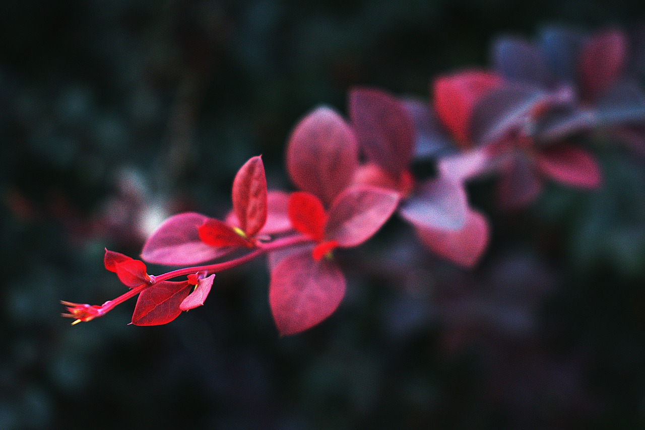 leaf  red  nature free photo