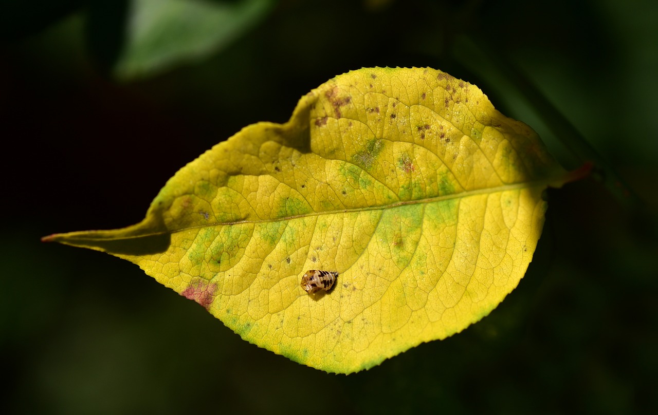 leaf  autumn  yellow free photo
