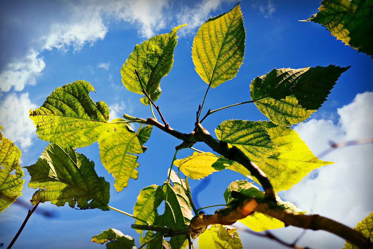 leaf  foliage  branch free photo