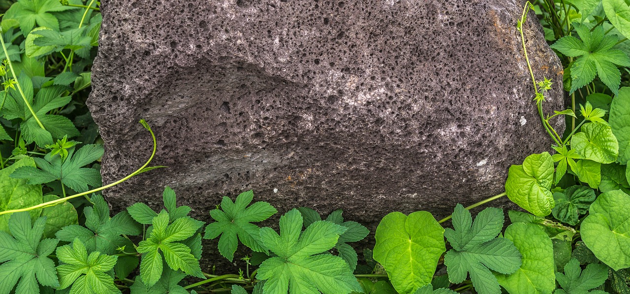 leaf  plants  nature free photo