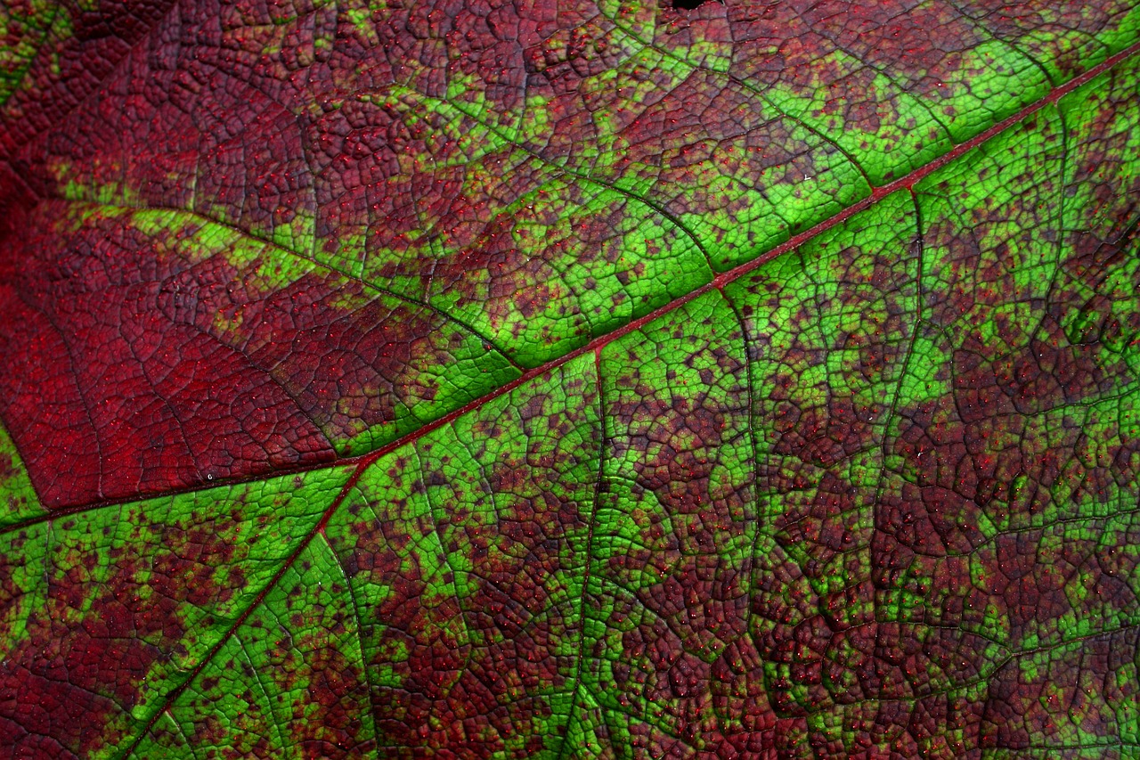 leaf detail nature free photo