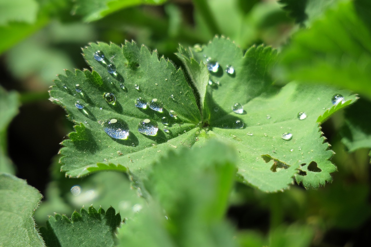 leaf  raindrop  plant free photo