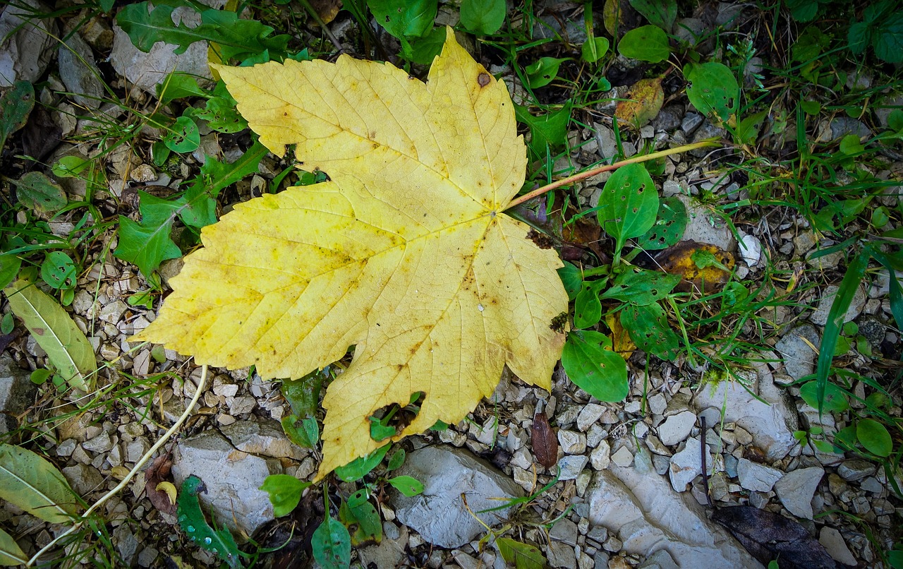 leaf  maple leaf  maple free photo