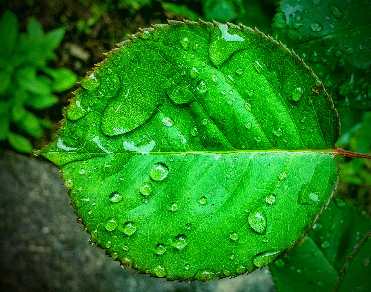 leaf  water drops  nature free photo