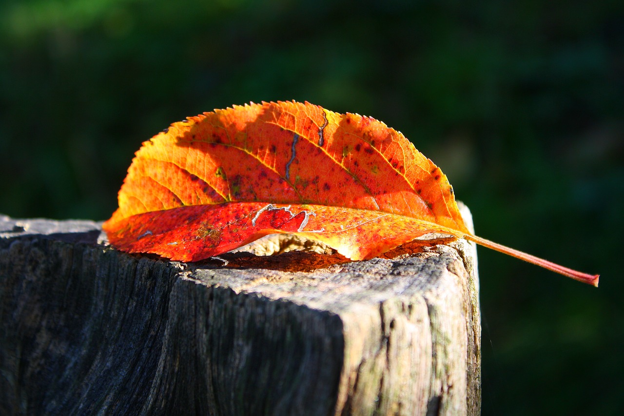 leaf  nature  autumn free photo