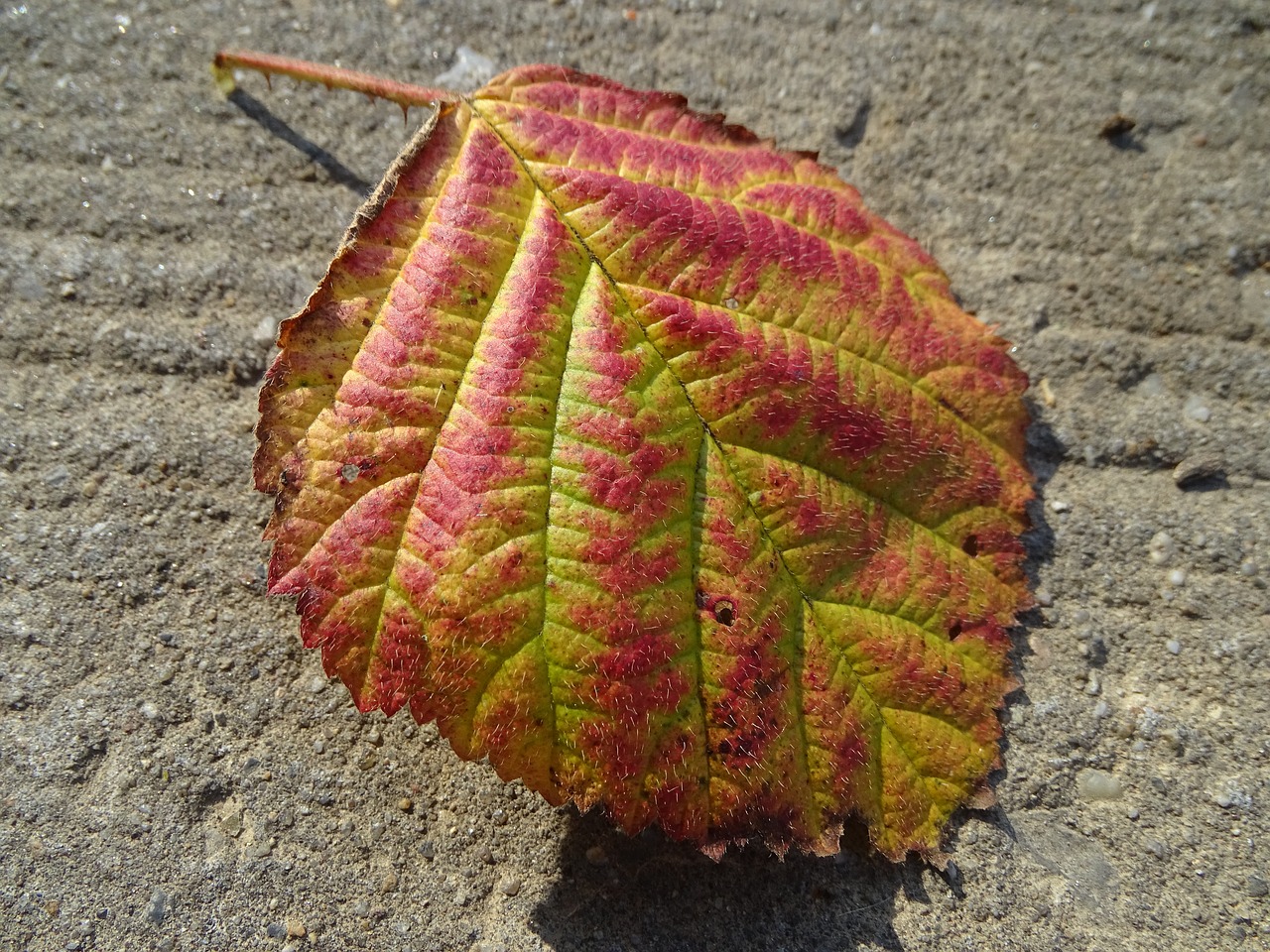 leaf  fall  color free photo