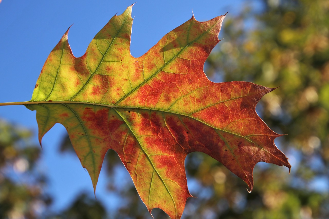 leaf  in the wind  oct free photo