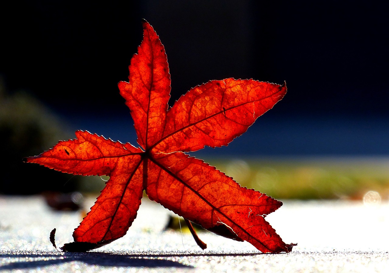 leaf  autumn  leaves free photo