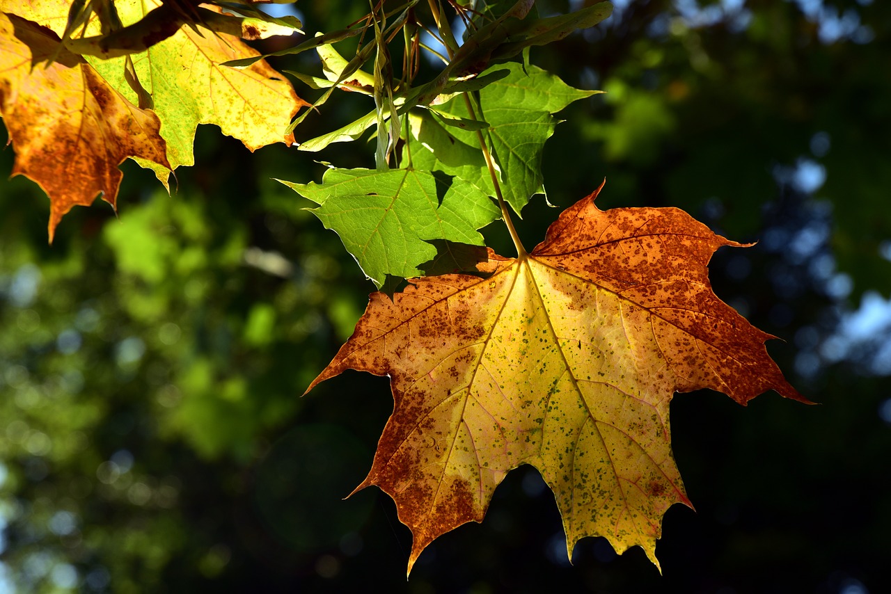 leaf  autumn  color free photo