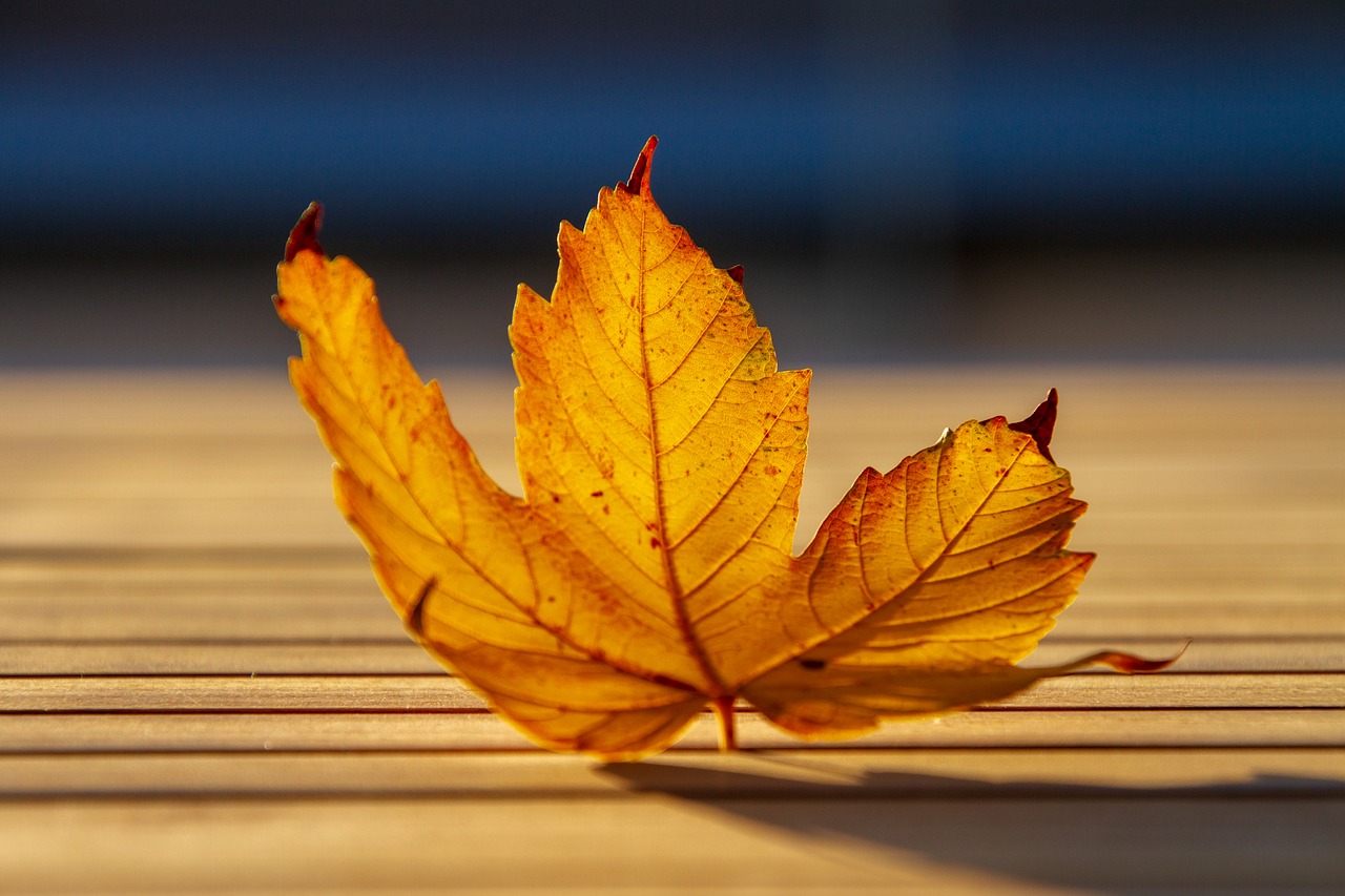 leaf  autumn leaf  fall foliage free photo