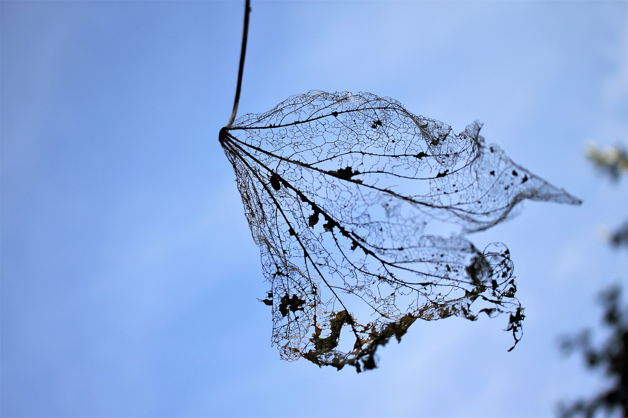 leaf  dry  forest free photo