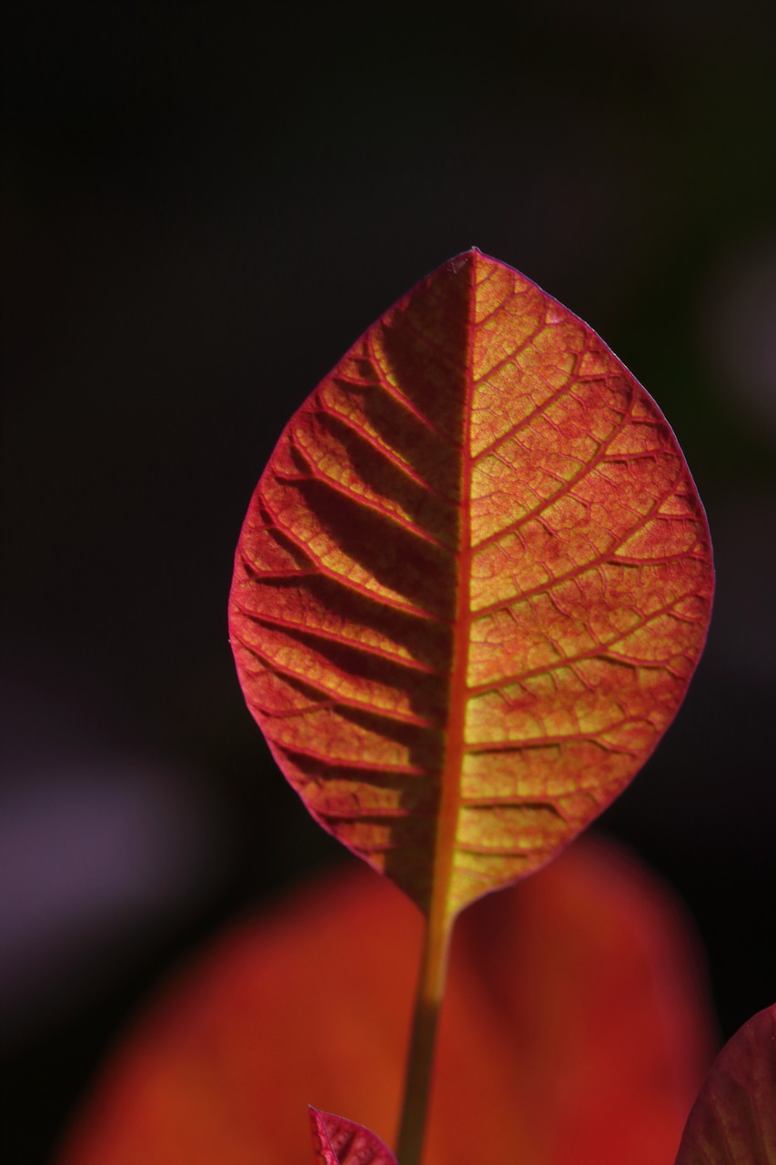 leaf  red  leaves free photo