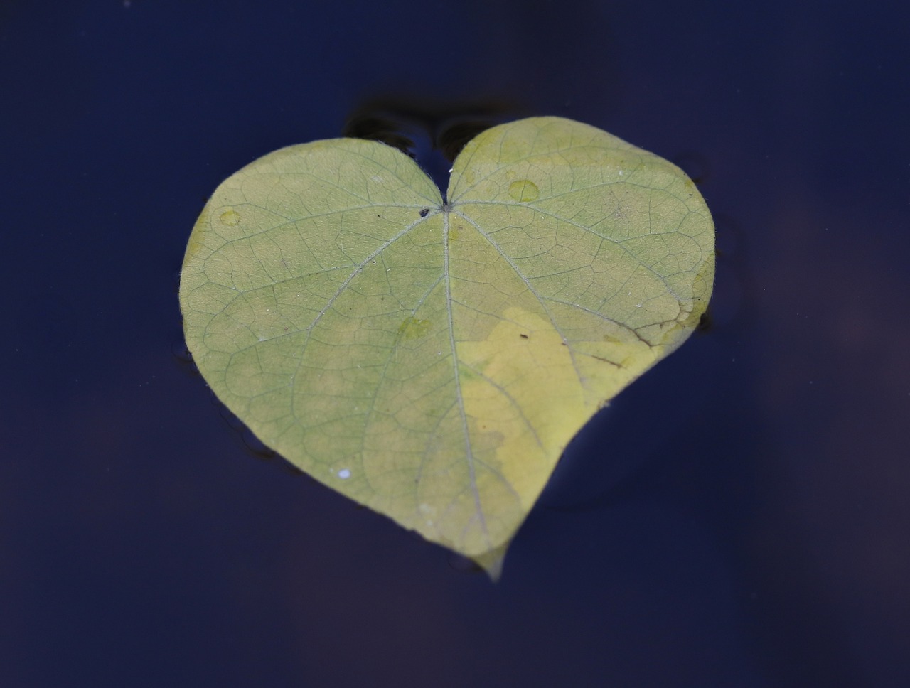 leaf  heart  form free photo