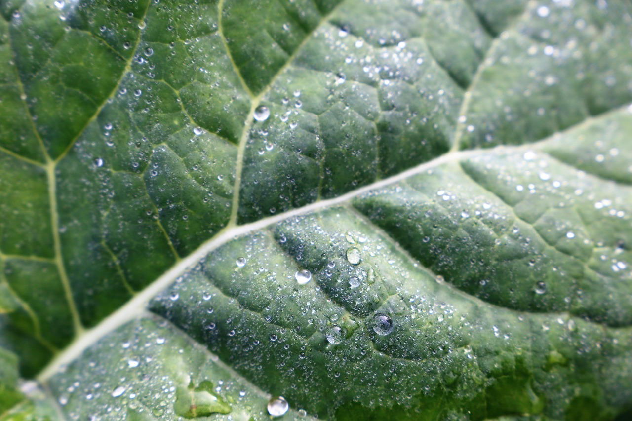 leaf  water  drops free photo