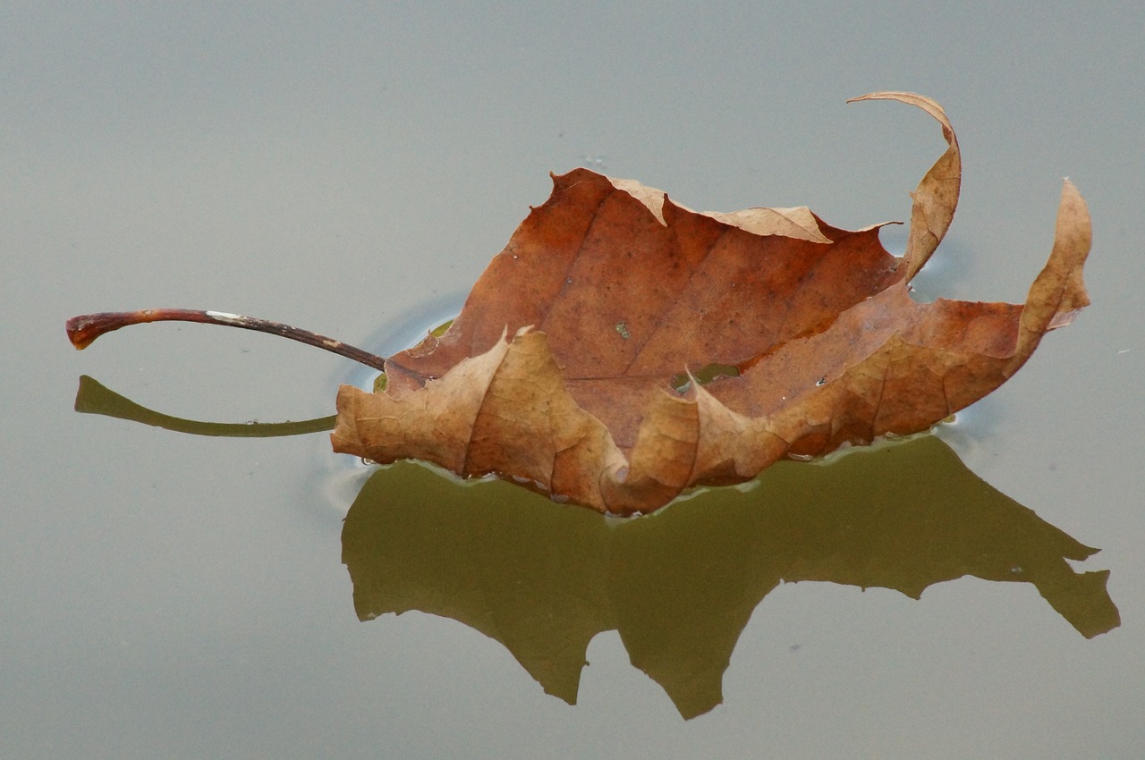 leaf  water  lake free photo