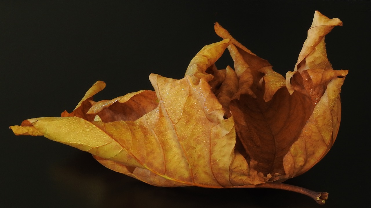 leaf  autumn  brown free photo