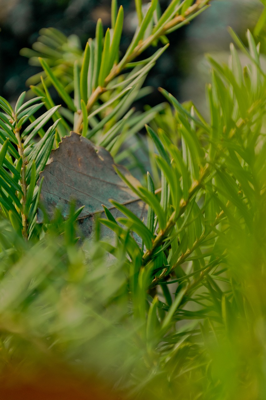 leaf  green  winter free photo